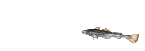 fish spinning